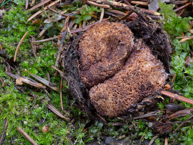 Gautieria villosa var. inflata